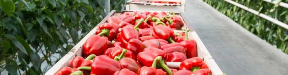 bins of greenhouse bell peppers